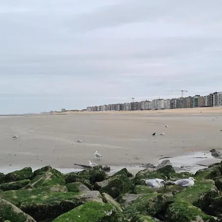 Apartment Les Petrels 502 Located Directly On The Koksijde